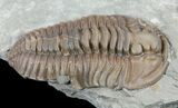 Prone Flexicalymene Trilobite - Ohio #61045-1